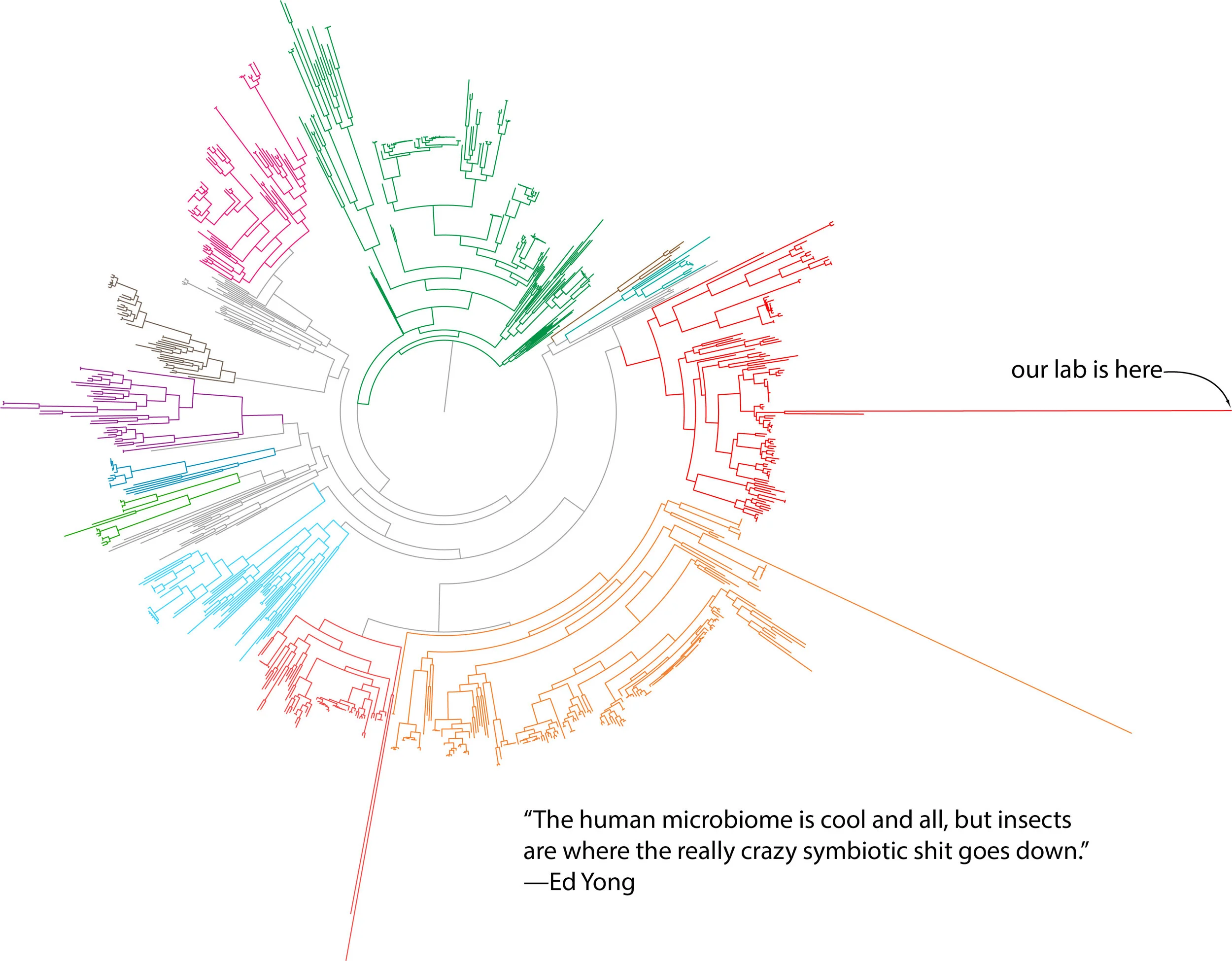 Bacterial phylogenetic tree
