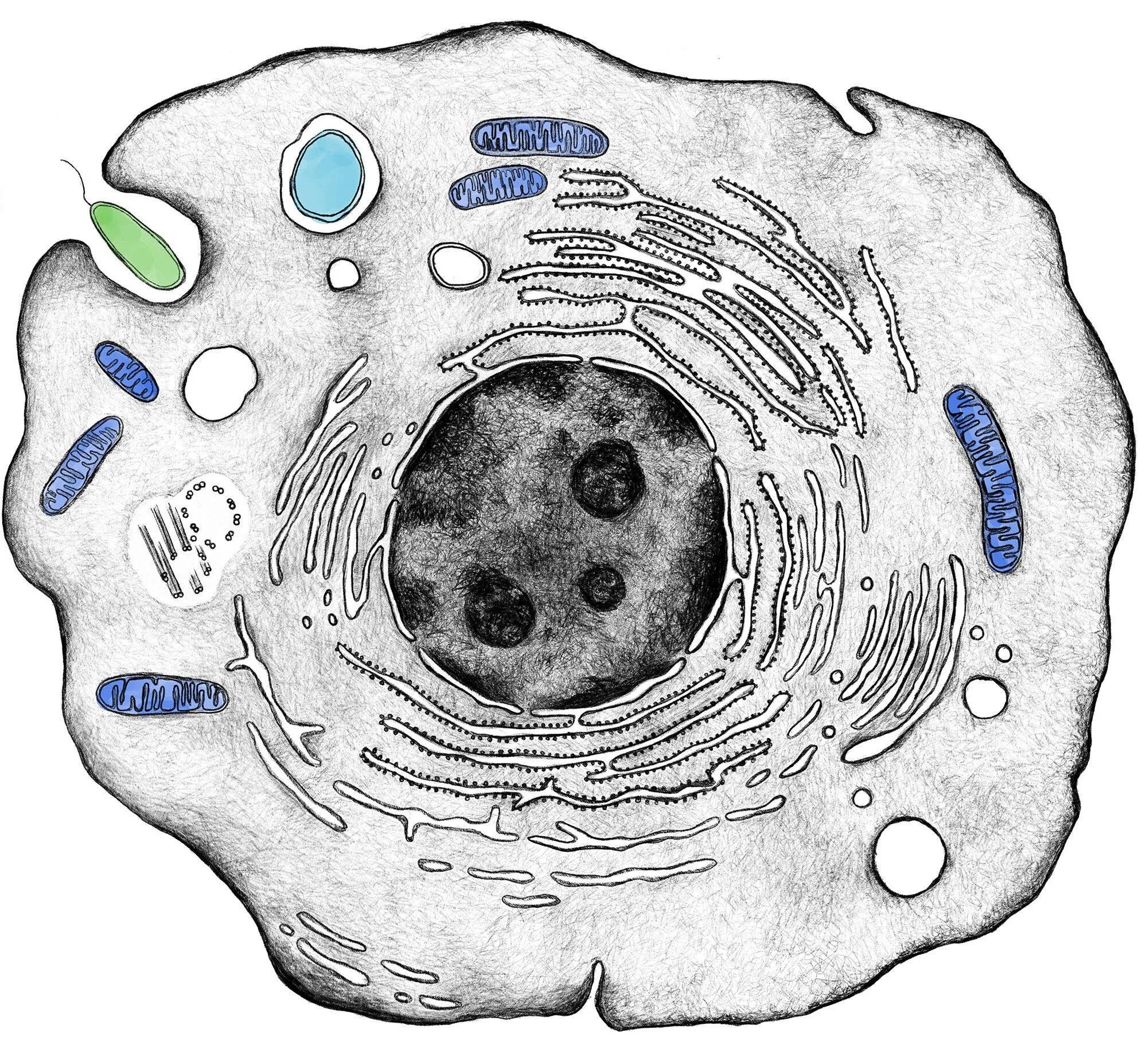 Eukaryotic cell illustration