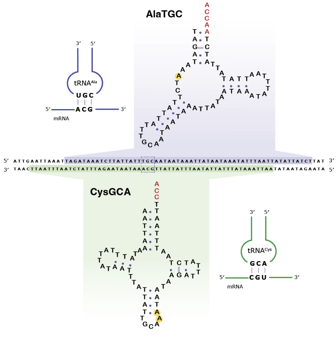 bioRxiv preprint