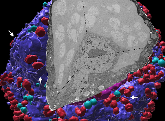 3D FIB-SEM render of a host cell with Tremblaya and mitochondria segmented, arrows marking contact sites