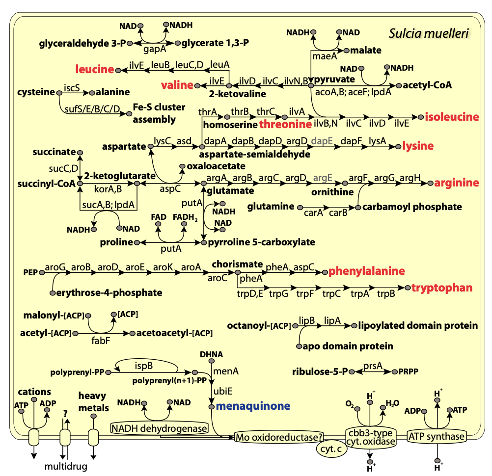 McCutcheon & Moran 2007 figure