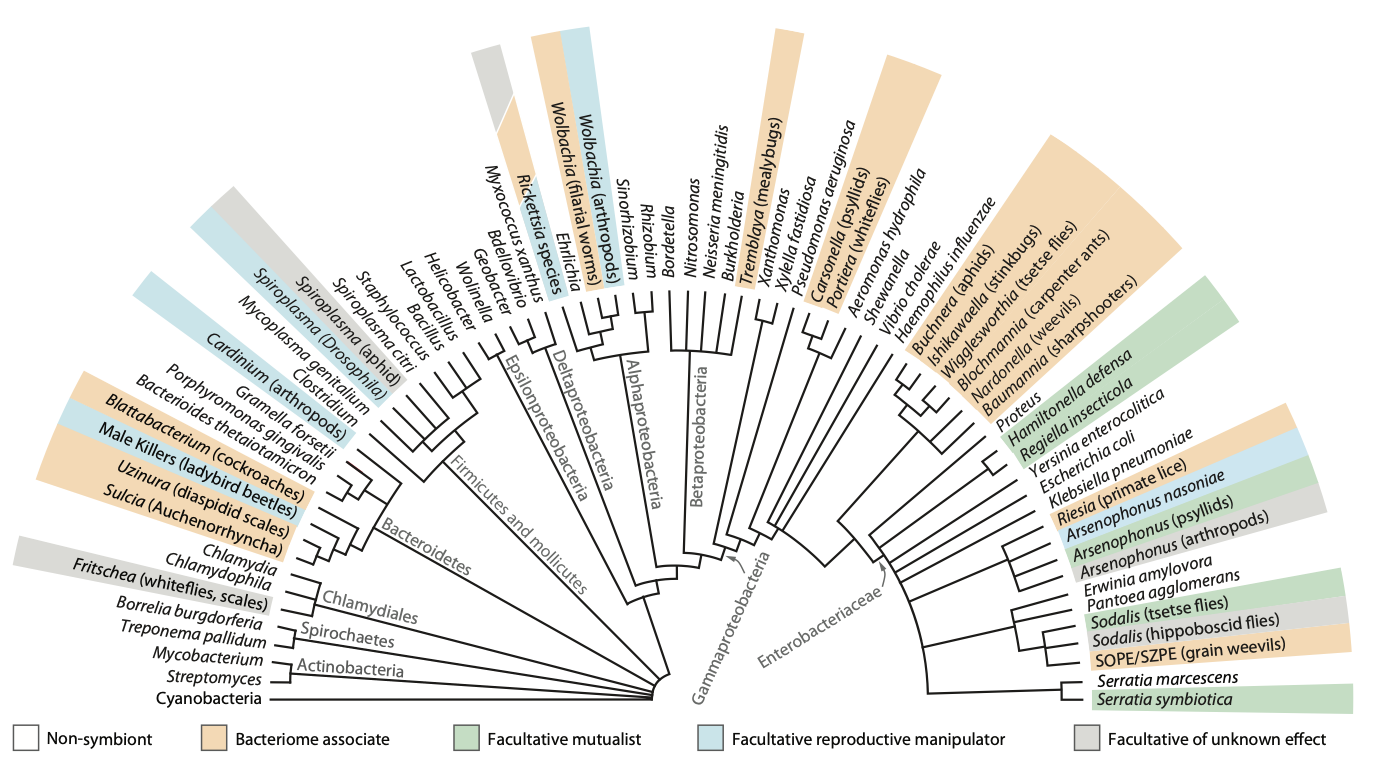 Moran et al. 2008 figure