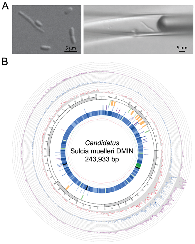Woyke et al. 2010 figure
