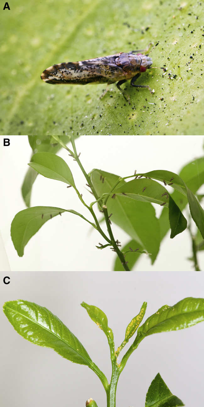 McCutcheon 2013 figure
