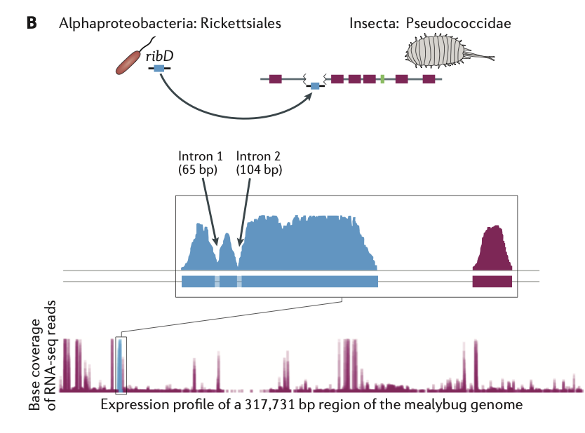 Husník & McCutcheon 2017 figure