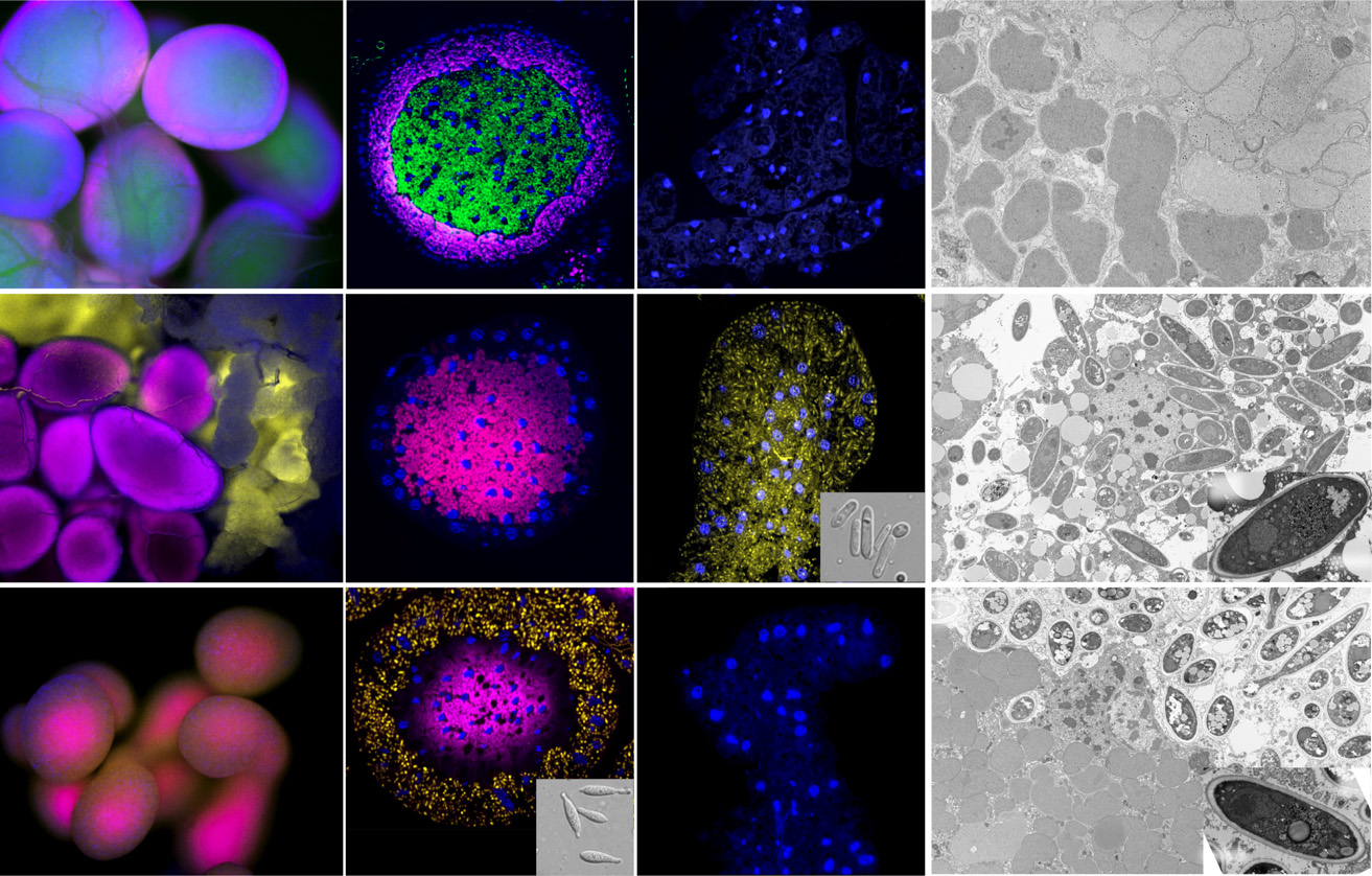 Matsuura et al. 2018 figure