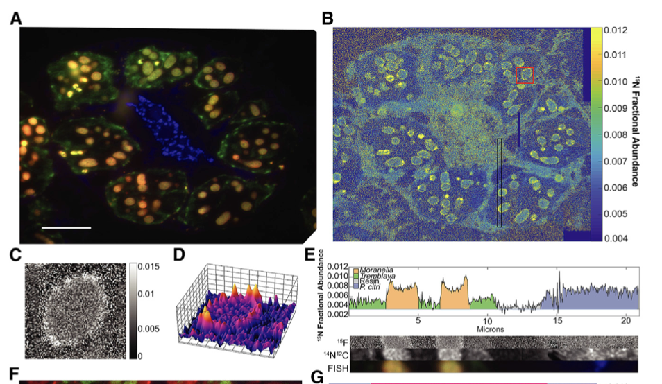 Bublitz et al. 2019 figure