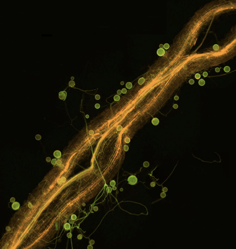 McCutcheon 2019 Dispatch figure