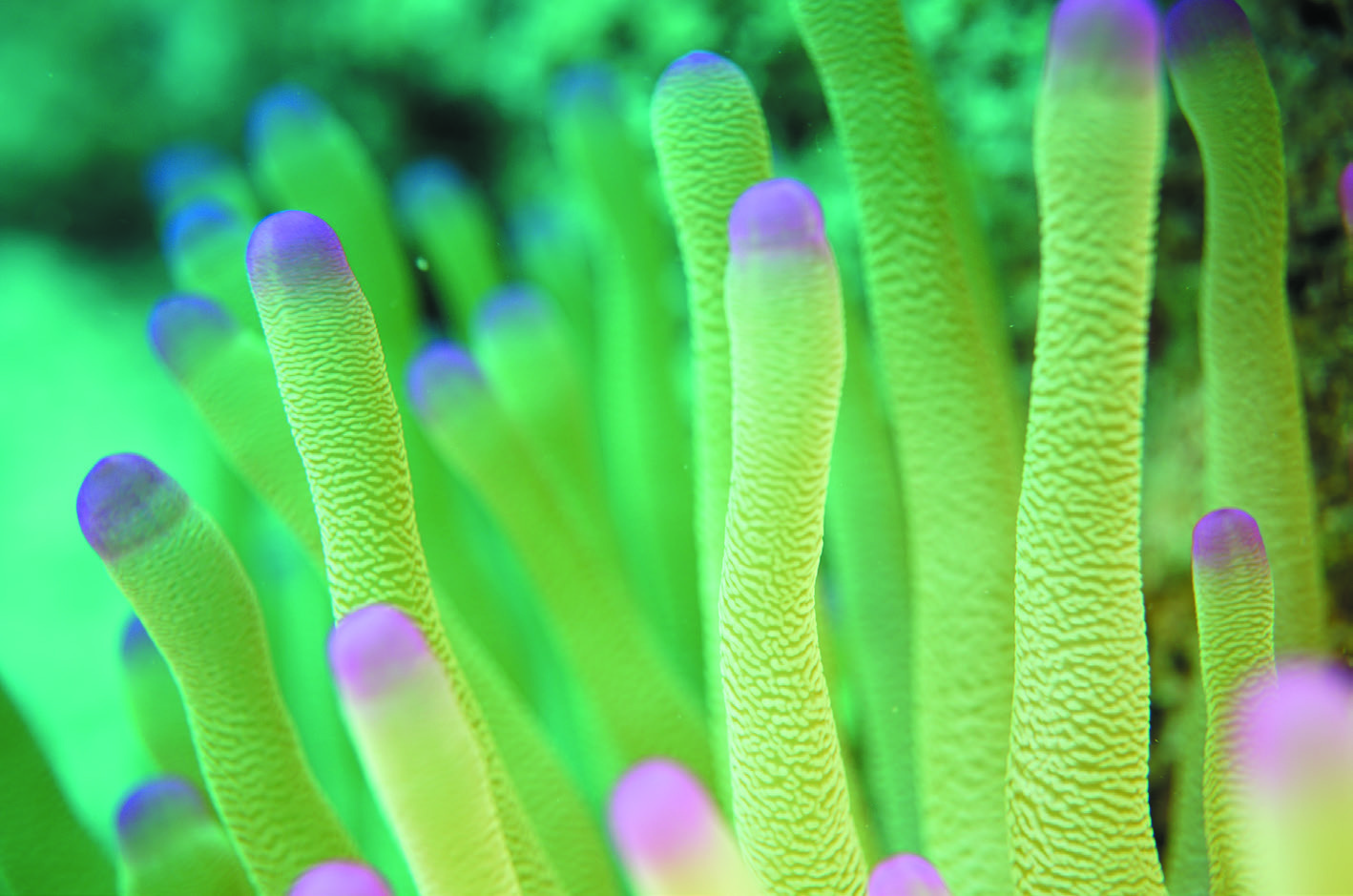 Richards & McCutcheon 2019 figure