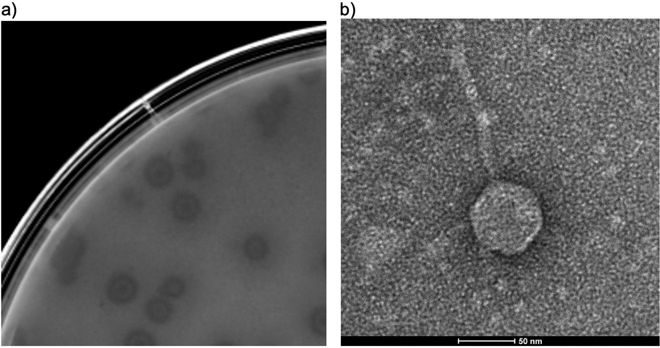 Milhaven et al. 2021 figure