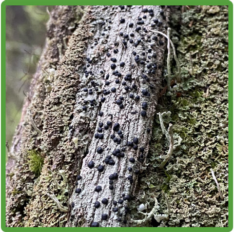 Resl et al. 2022 figure