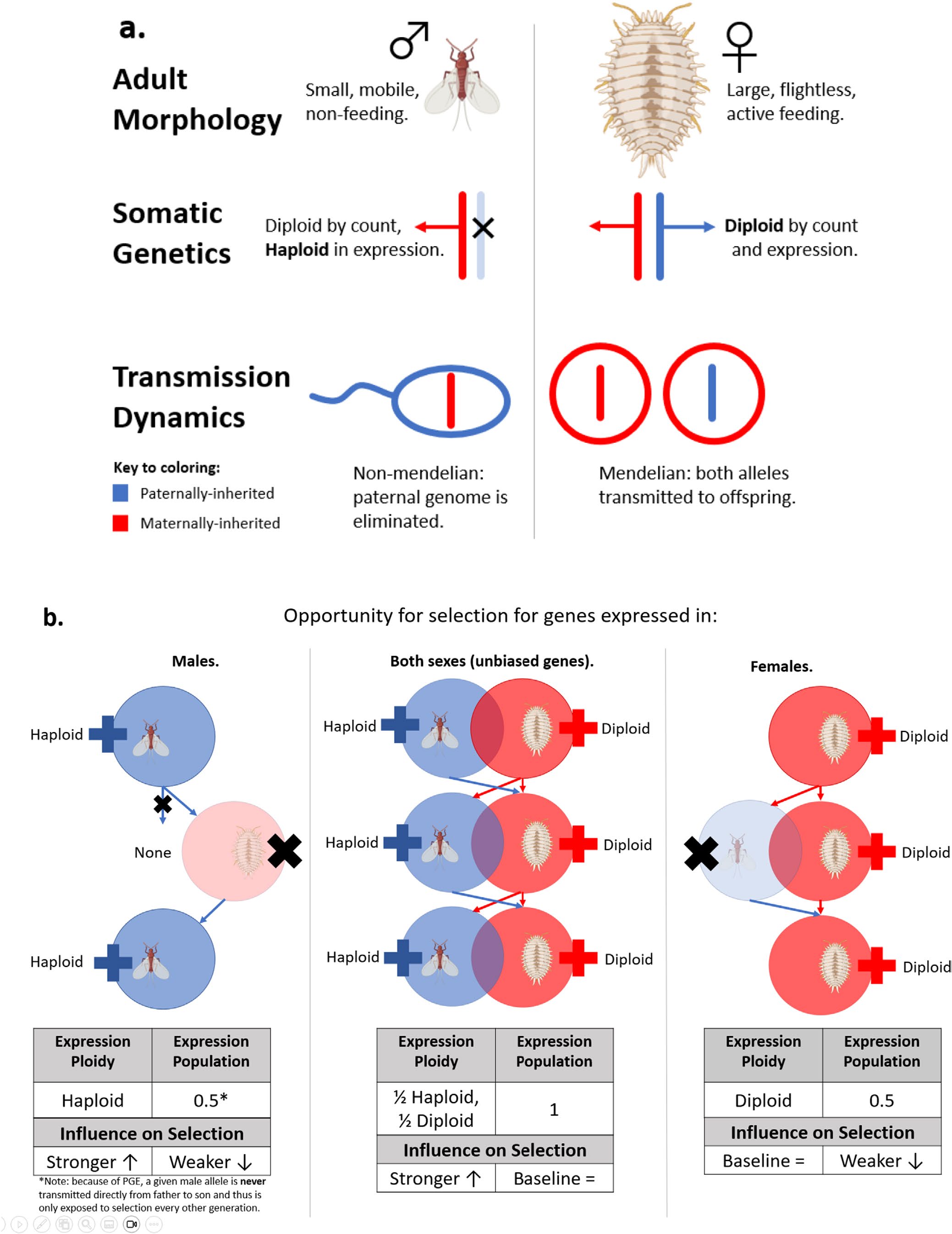 Mongue et al. 2025 figure